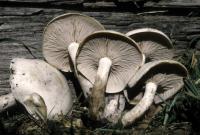 Clitocybe subconnexa image