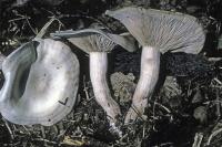 Image of Clitocybe subconnexa