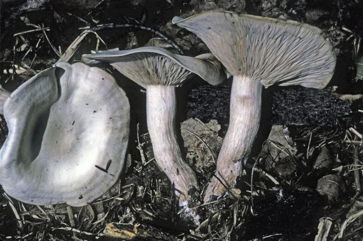 Clitocybe subconnexa image