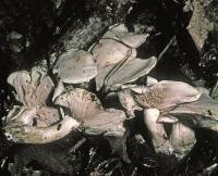 Clitocybe subconnexa image