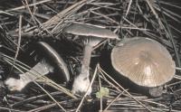 Clitocybe subditopoda image