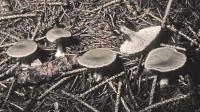 Clitocybe subditopoda image