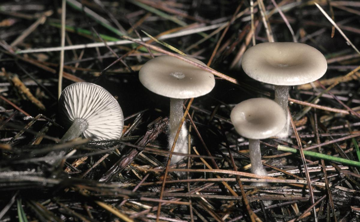 Clitocybe subditopoda image