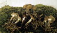 Clitocybe subditopoda image