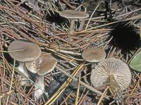 Clitocybe subditopoda image