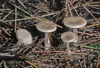 Clitocybe subditopoda image