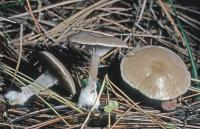 Clitocybe subditopoda image