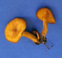 Omphalotus subilludens image