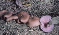 Clitocybe tarda image