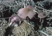 Clitocybe tarda image