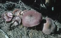 Clitocybe tarda image