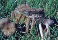 Clitocybe tarda image