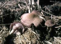 Clitocybe tarda image