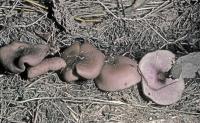 Clitocybe tarda image