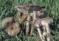 Clitocybe tarda image