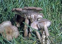 Clitocybe tarda image