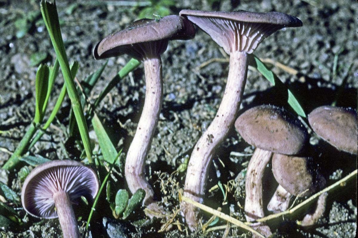 Clitocybe tarda image