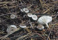 Clitocybe tenuissima image