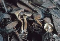 Clitocybe trulliformis image