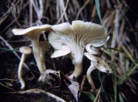 Clitocybe trulliformis image