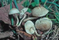 Clitocybe trulliformis image