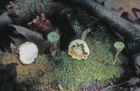 Clitocybe trulliformis image