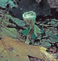 Clitocybe trulliformis image