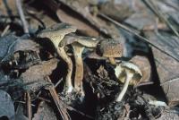 Clitocybe trulliformis image