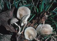 Image of Clitocybe trulliformis