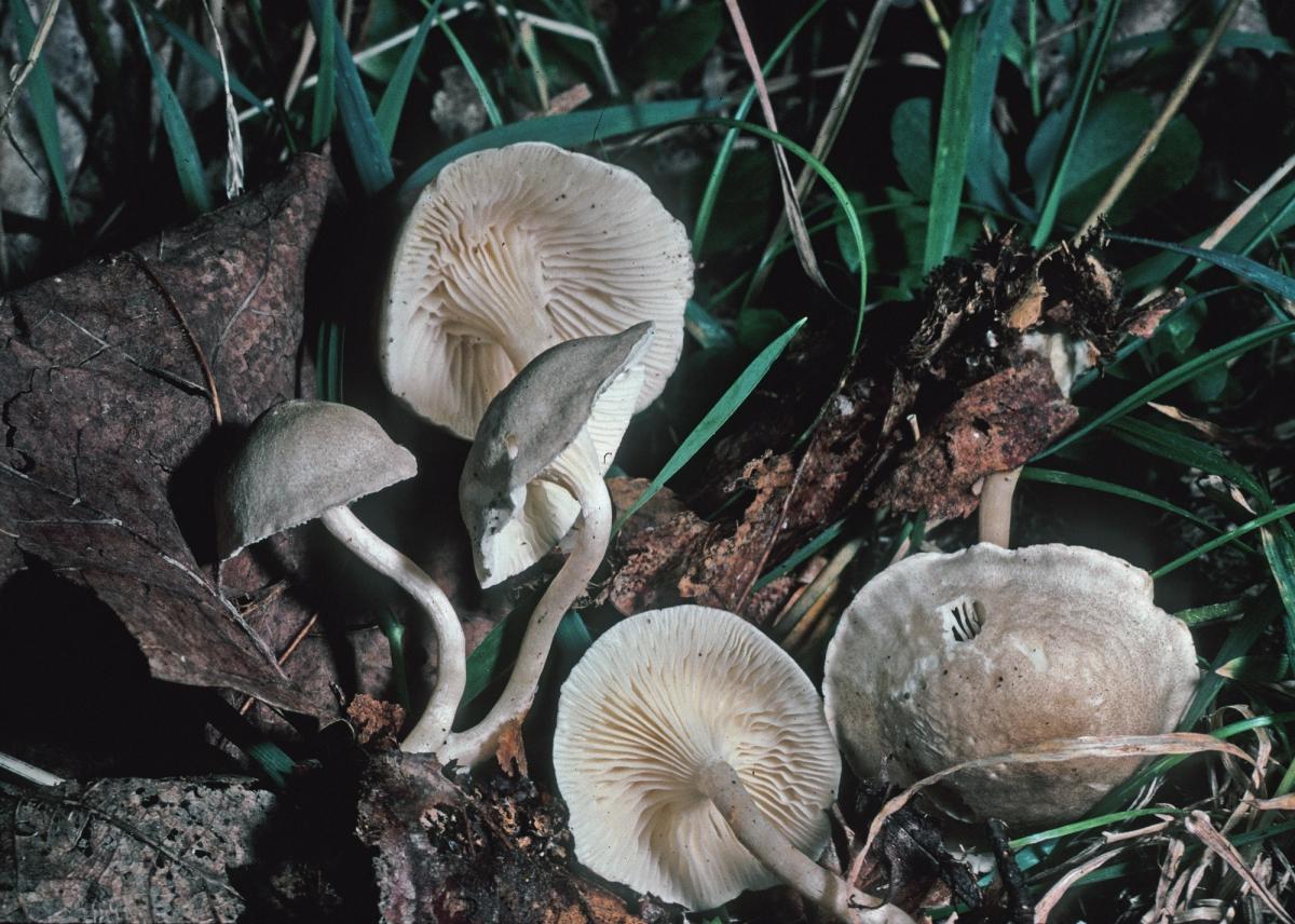 Clitocybe trulliformis image