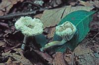 Clitocybe trulliformis image