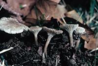 Clitocybe trulliformis image