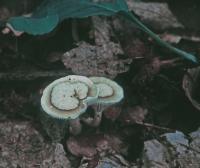 Clitocybe trulliformis image