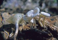 Clitocybe truncicola image