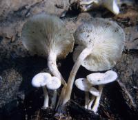 Clitocybe truncicola image