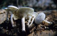 Clitocybe truncicola image