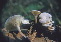 Clitocybe truncicola image