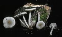 Clitocybula oculata image