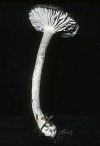 Clitocybula atrialba image