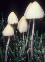 Conocybe apala image