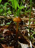 Conocybe filaris image