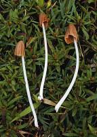 Conocybe deliquescens image