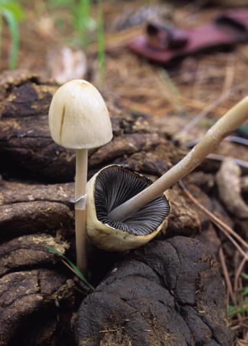 Panaeolus semiovatus image