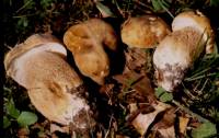 Boletus variipes image