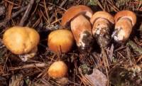 Image of Boletus subcaerulescens