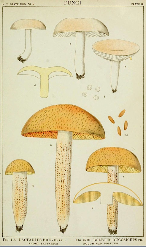 Boletus rugosiceps image