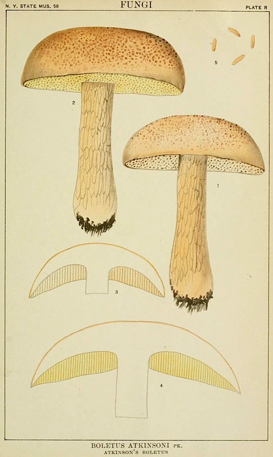 Boletus image