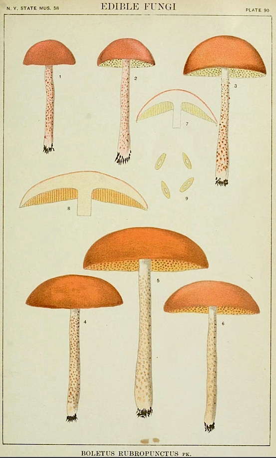 Boletus rubropunctus image