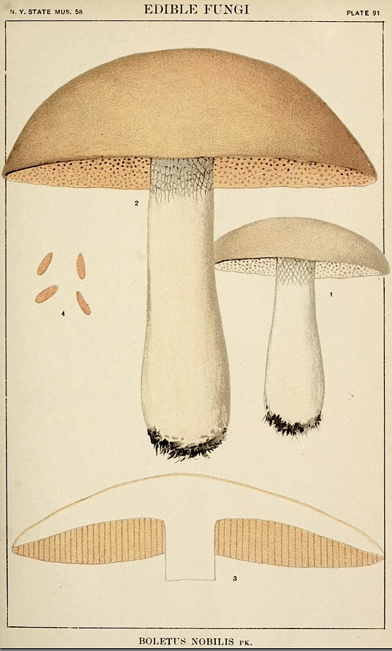 Boletus nobilis