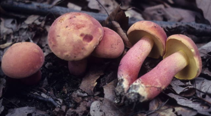 Boletus pallidoroseus image